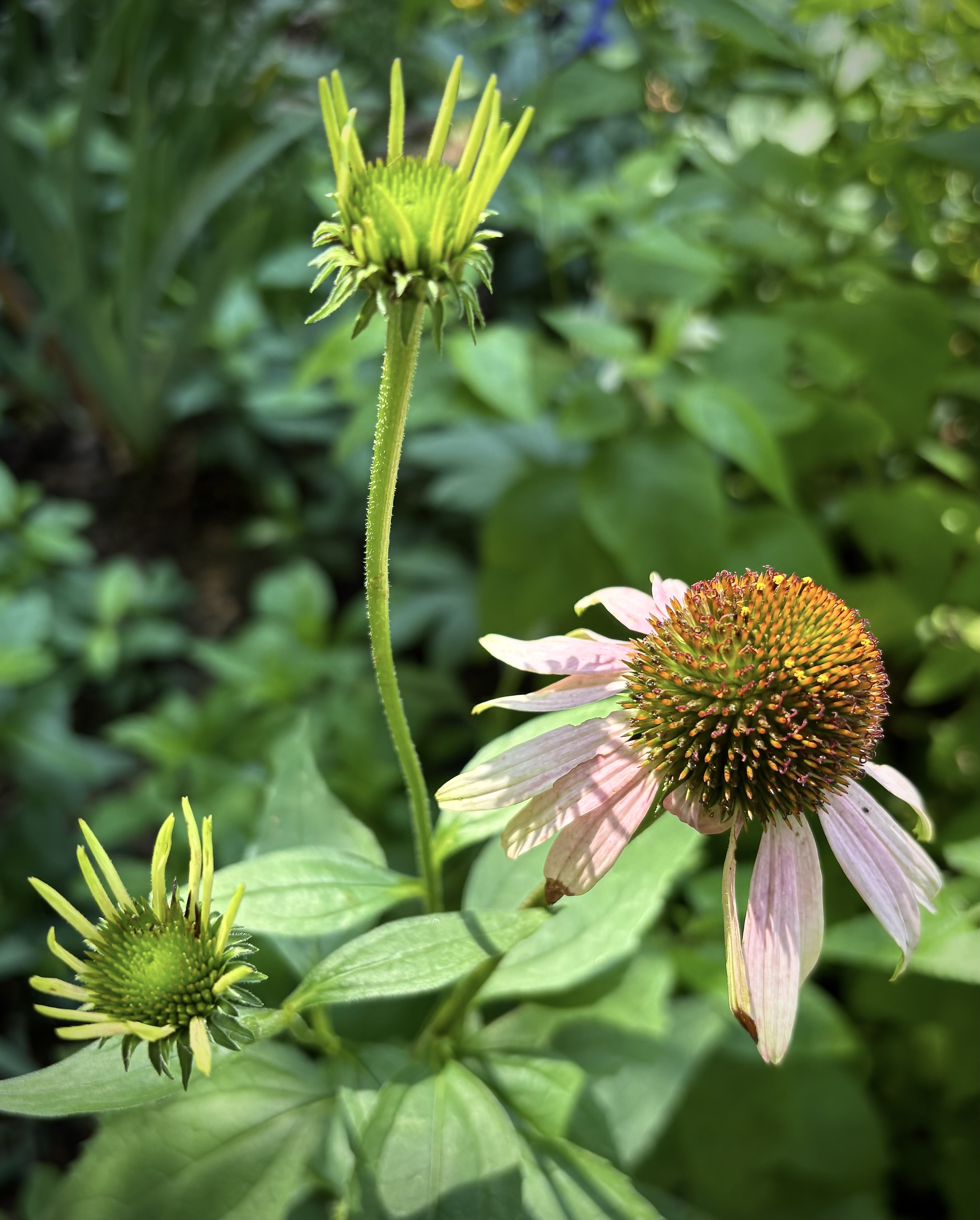 Purple coneflower Echinacea purpurea in bloom with buds